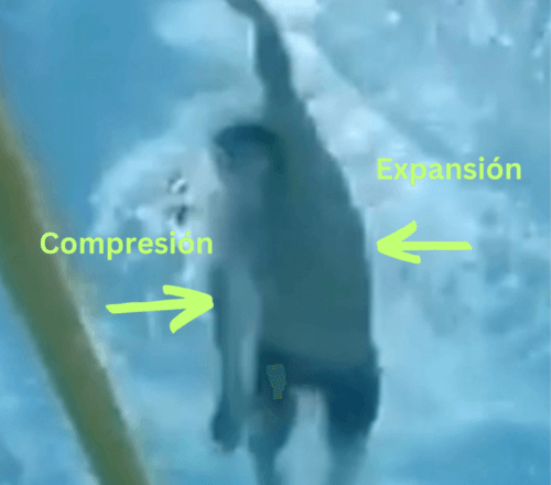 compresion y expansion en la natacion